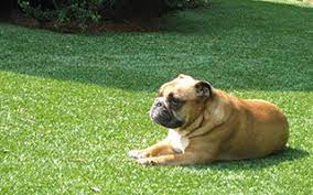 Dog-Friendly Artificial Grass Installation Tips: Creating A Pet-Friendly Yard