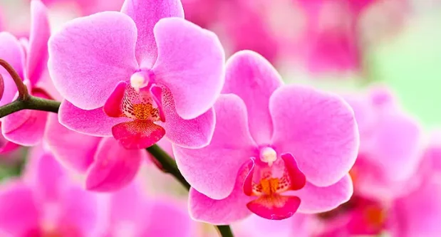 Floriography: The Language Of Flowers & Its Symbolic Meanings