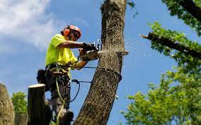 The Best Tree Service Company For All Your Arbor Care Needs