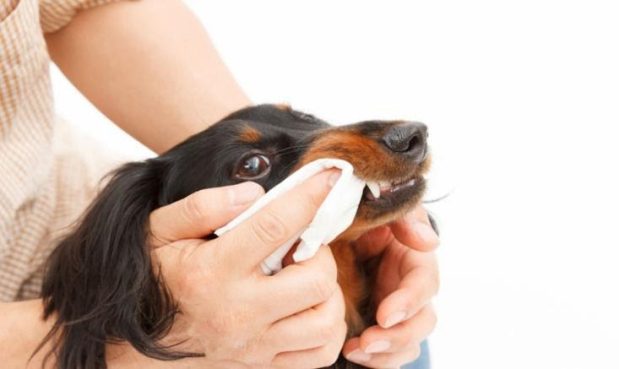 How To Use Dog Paw Wipes: Step-By-Step Guide
