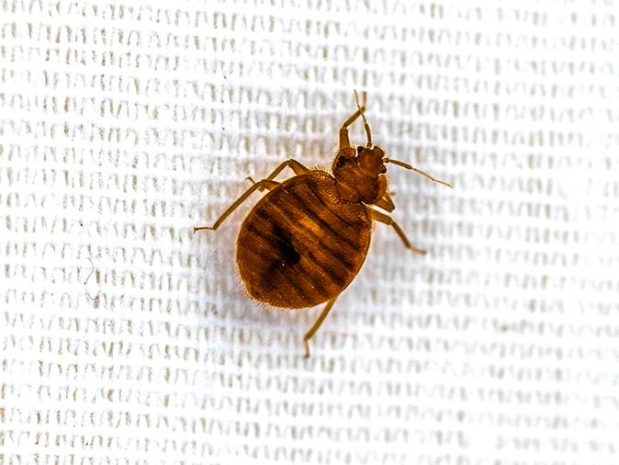 Easy Steps To Find A Bed Bug Attorney